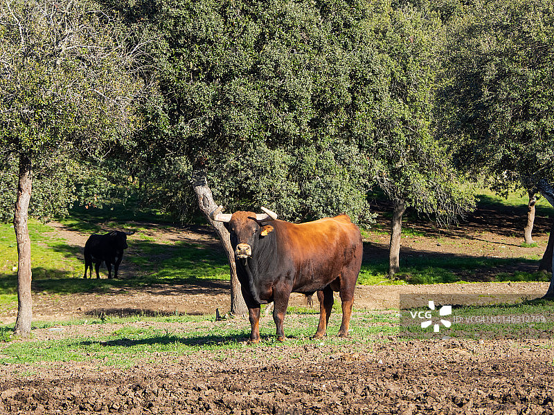 在萨拉曼卡（西班牙）的牧场中斗牛图片素材
