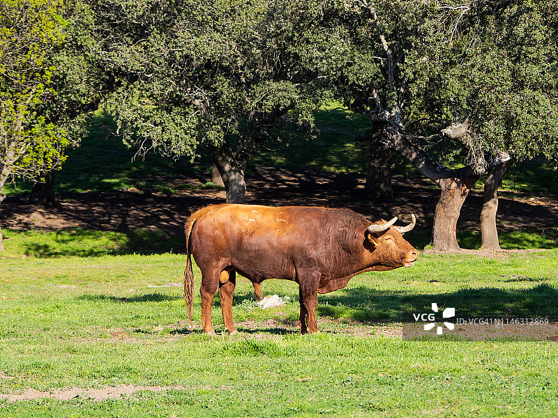 萨拉曼卡草原上的斗牛（西班牙）图片素材