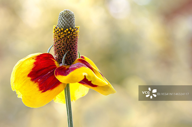 柱状 Ratibida 花图片素材