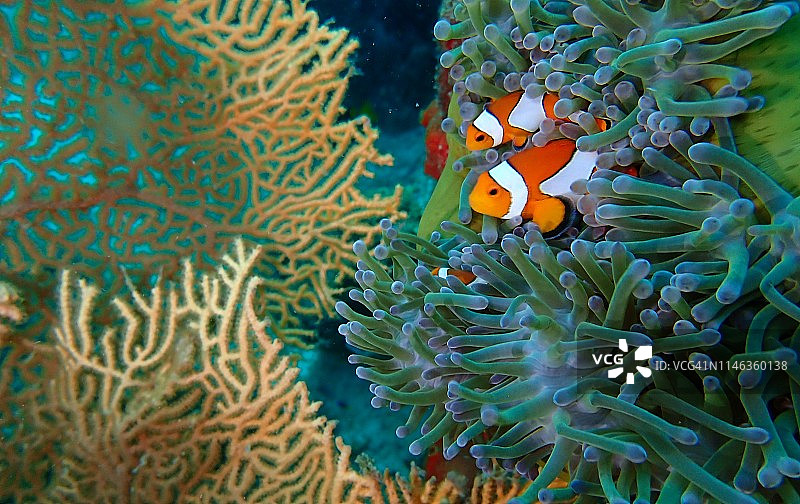 水下仙境图片素材