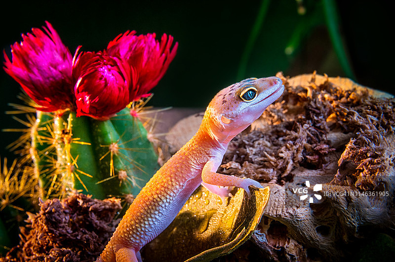 沙漠场景中的豹纹守宫图片素材