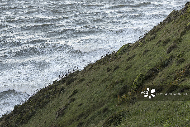 新西兰奥塔哥努盖特角海边草山图片素材