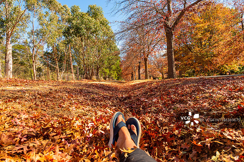 色彩鲜艳的秋叶图片素材
