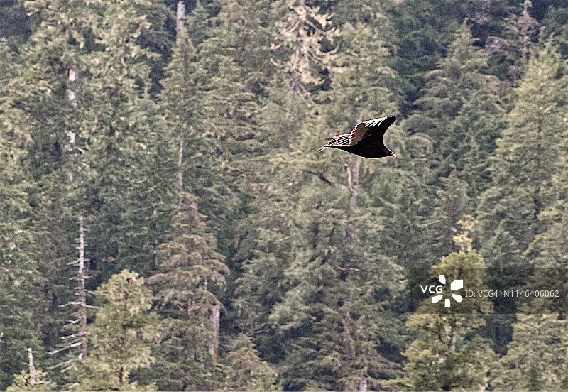 秃鹰与山谷图片素材