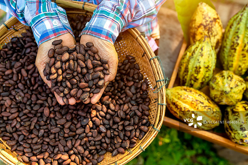 手捧新鲜采摘的可可豆图片素材
