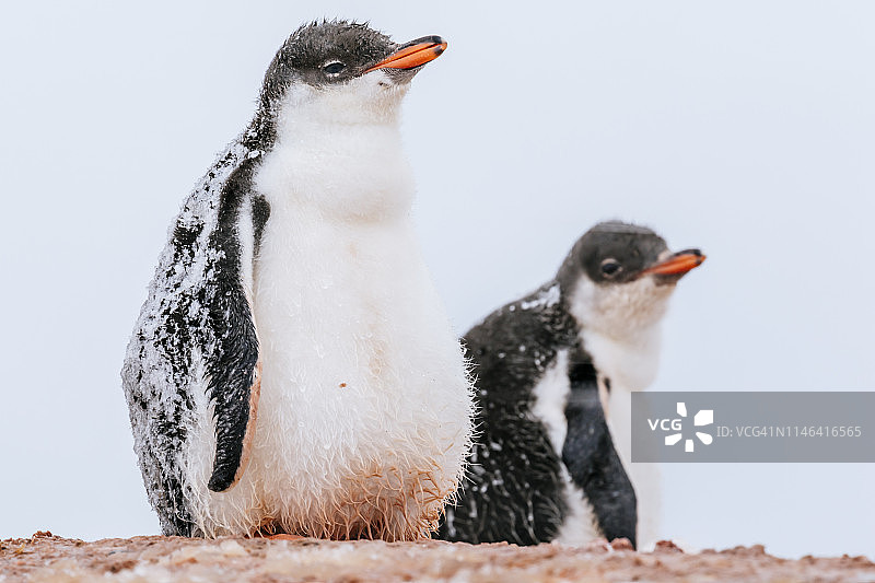 暴风雪中的年轻巴布亚企鹅图片素材