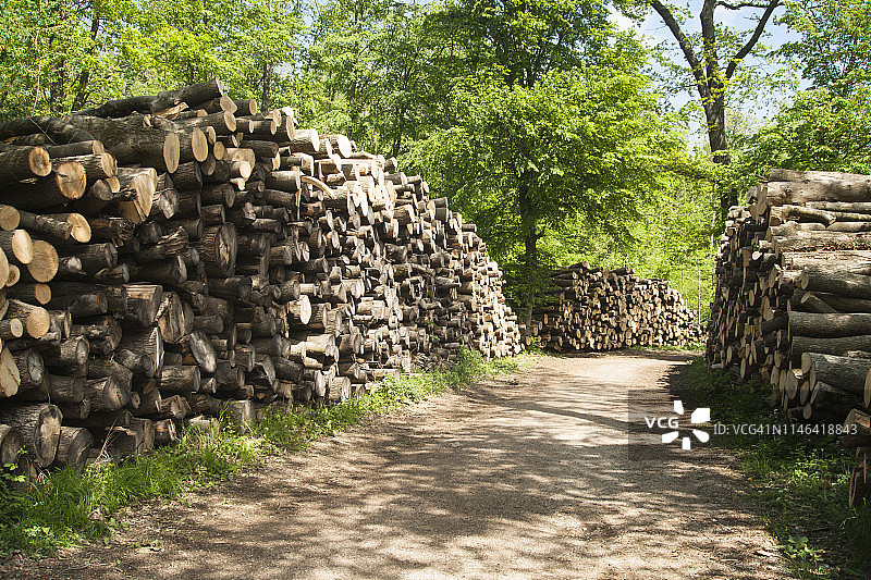 维也纳森林中堆叠的原木图片素材