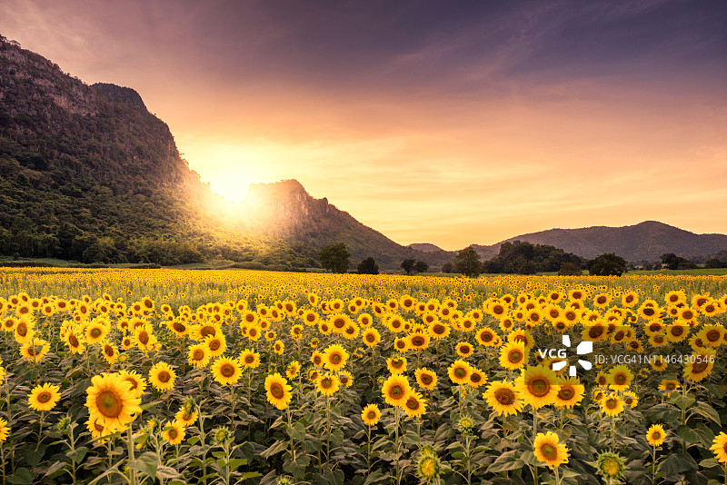 山脉背景下向日葵田的壮丽日落图片素材