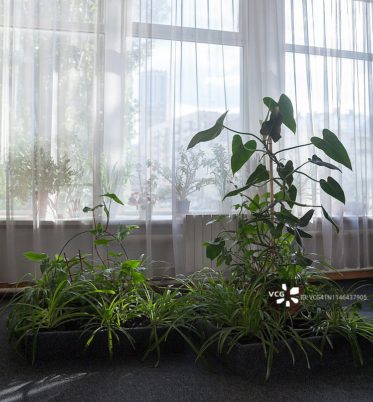 休息室花盆中的绿色植物图片素材