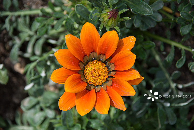 勋章菊图片素材