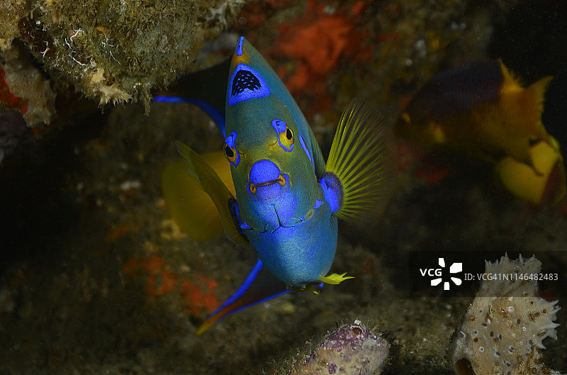 女王神仙鱼图片素材