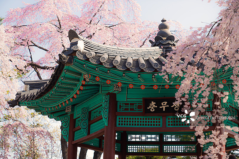 韩国首尔南山公园樱花庭院中的韩式亭台图片素材