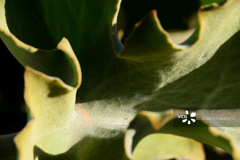 象耳伽蓝菜图片素材