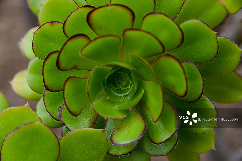 青锁龙属植物图片素材