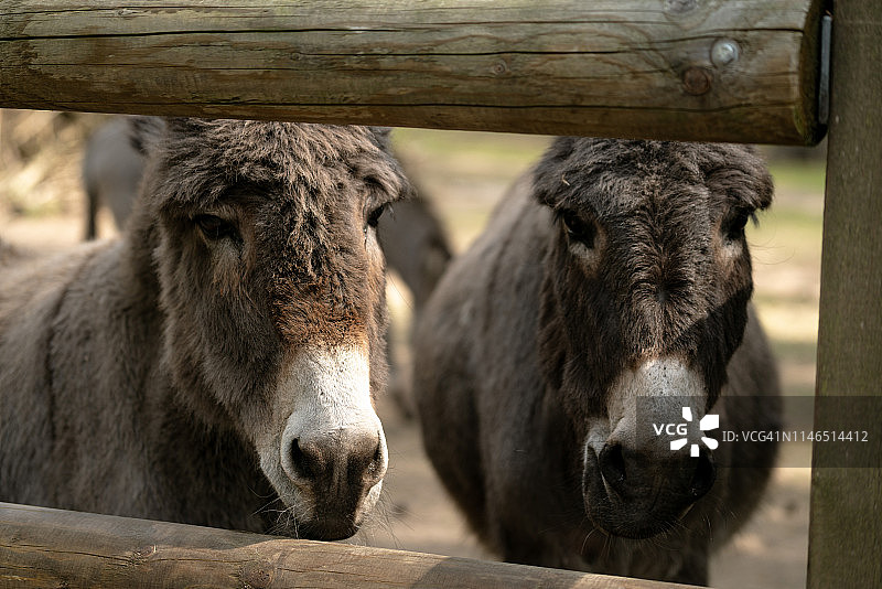 动物园里的两头驴图片素材