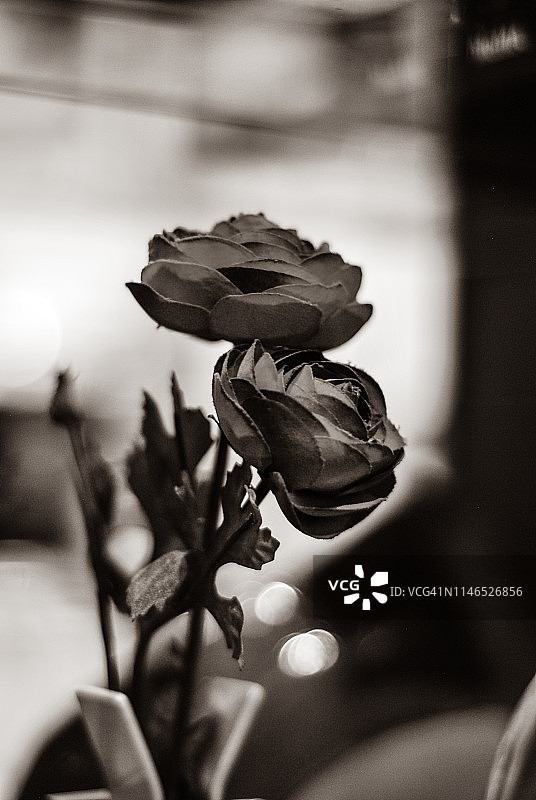 黑白玫瑰图片素材