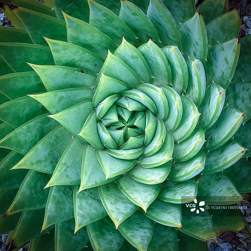 螺旋芦荟图片素材