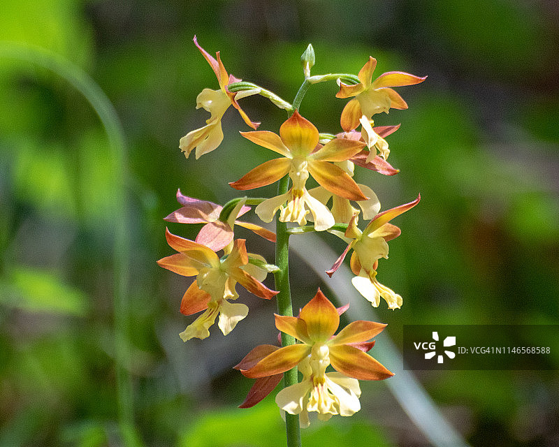 虾脊兰图片素材