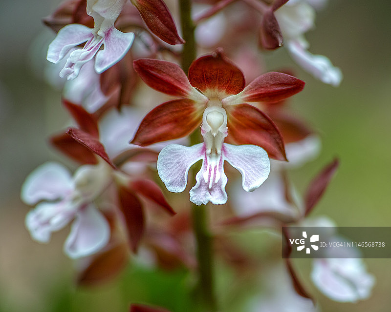 虾脊兰图片素材