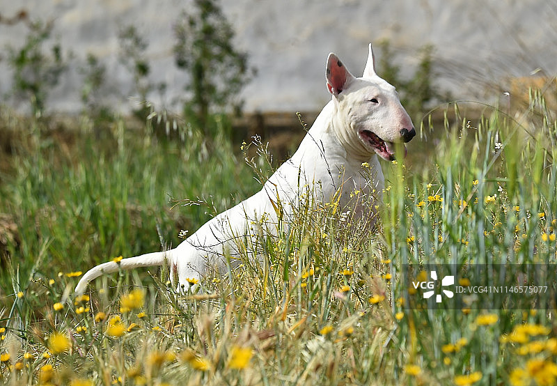 牛头梗图片素材