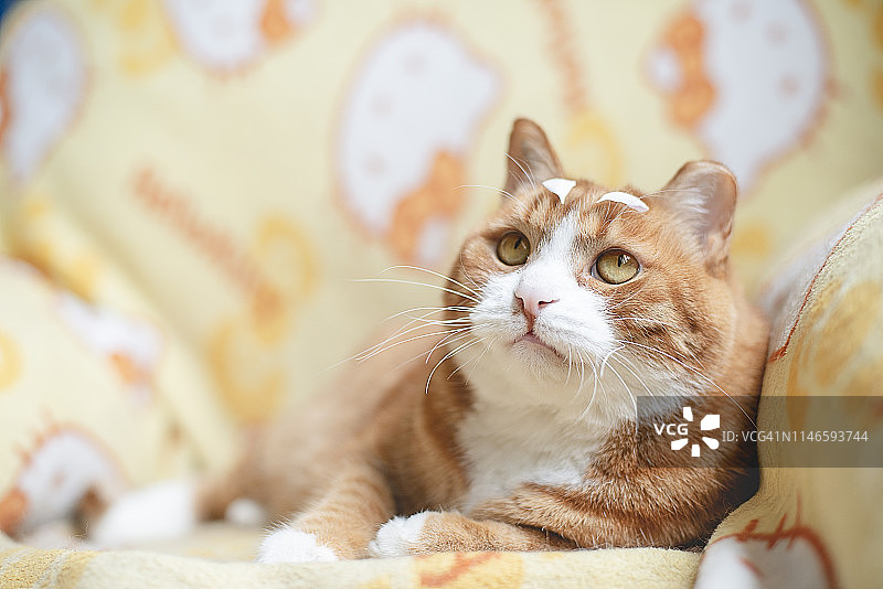 有着花瓣眉毛的猫图片素材