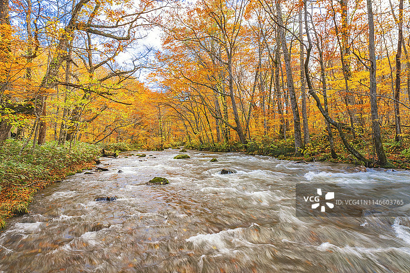 日本青森秋季枫树林和奥入濑溪流图片素材