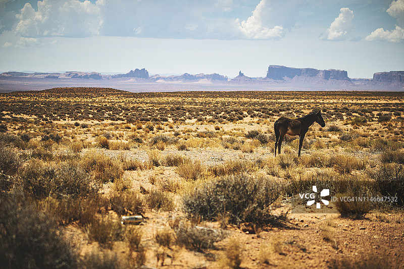 在美国纪念碑谷附近吃草的野马图片素材