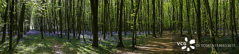 白金汉郡的风铃草图片素材