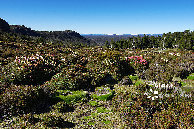 在迪克逊王国，新西兰麻蝇花盛开的宁静早晨图片素材