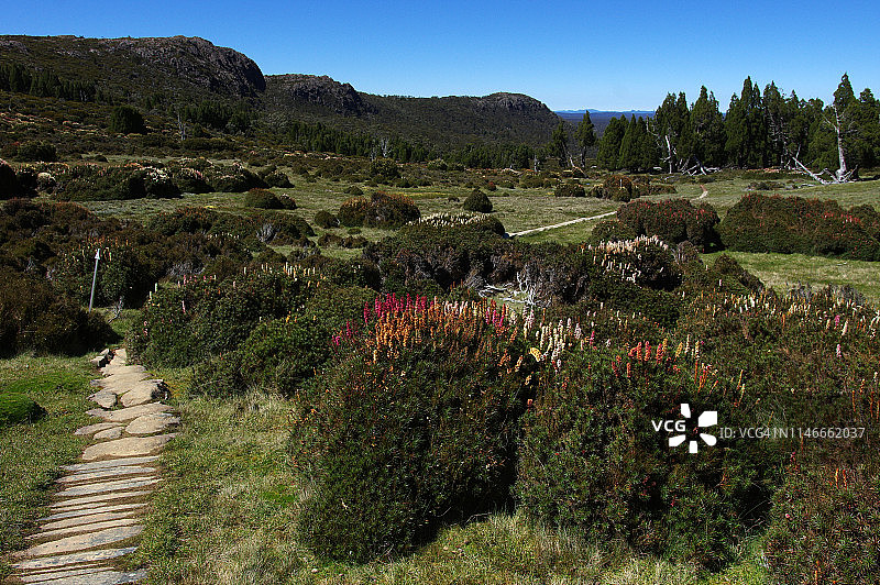 在迪克逊王国，新西兰麻蝇花盛开的宁静早晨图片素材