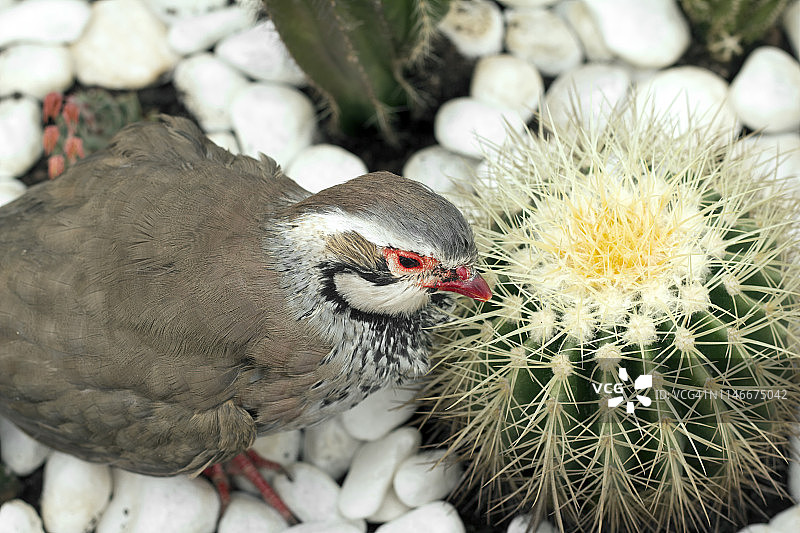 仙人掌花园里的鹧鸪图片素材