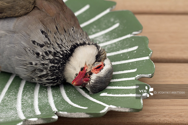 鹧鸪睡眠图片素材