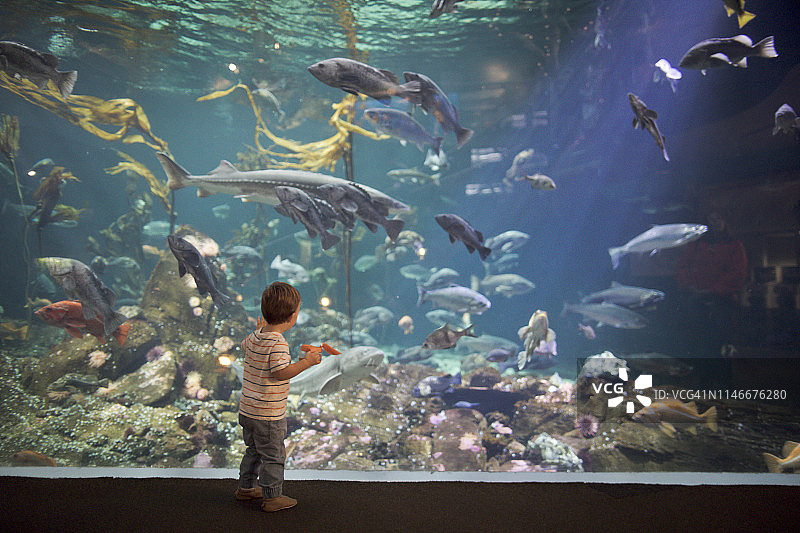 男孩在大型水族箱中向上看珊瑚和鱼图片素材
