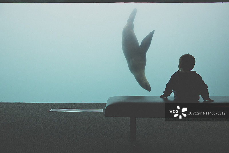水族馆海狮水族箱前的小男孩剪影图片素材