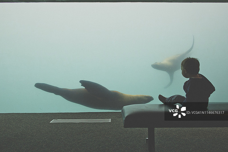 水族馆海狮水族箱前的小男孩剪影图片素材