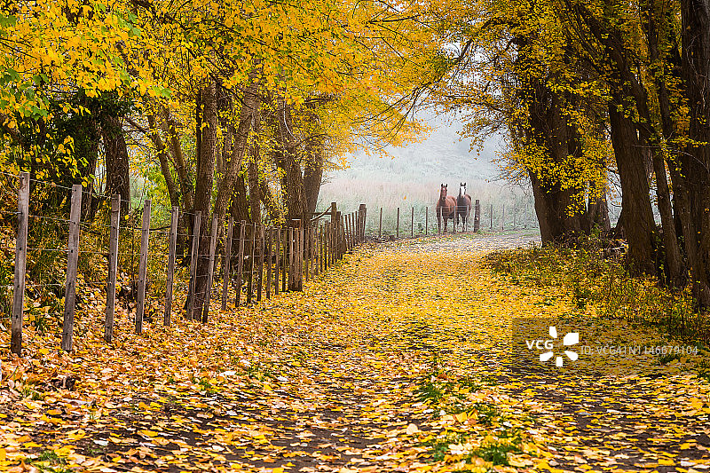 巴塔哥尼亚日出时分的雾中马匹图片素材