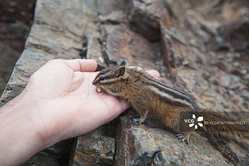 手中小花栗鼠图片素材