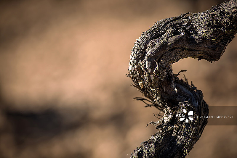 冬季葡萄园图片素材