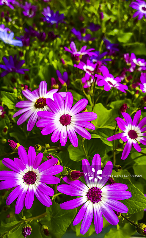 粉色瓜叶菊图片素材