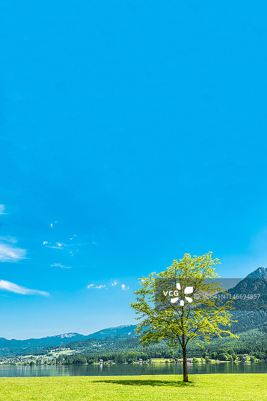 水边的树图片素材