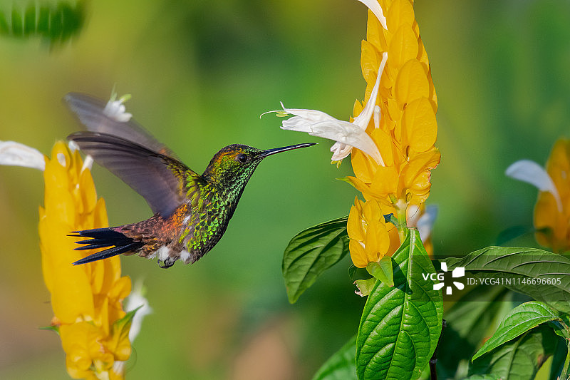 蜂鸟在花园里吸食虾子花图片素材