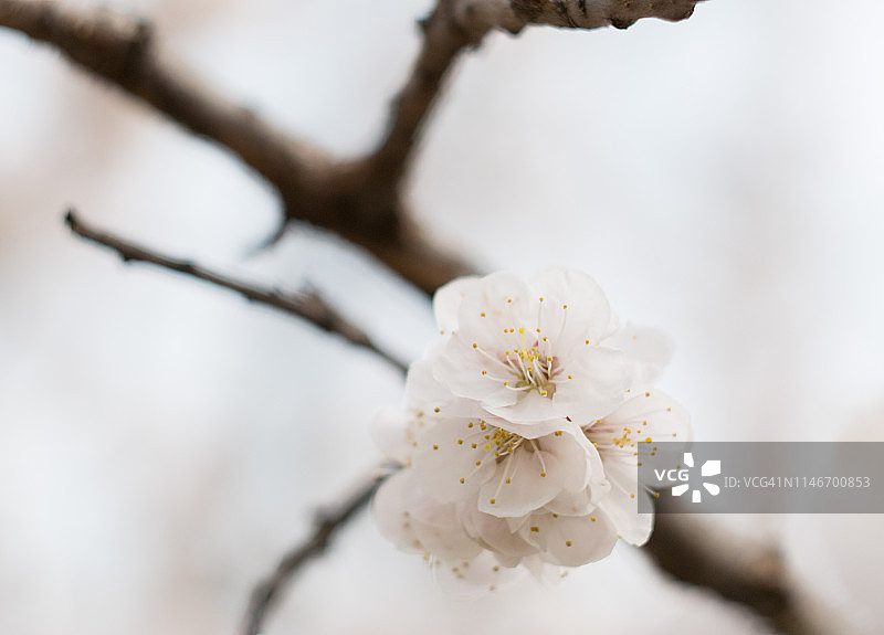 白色杏花特写图片素材