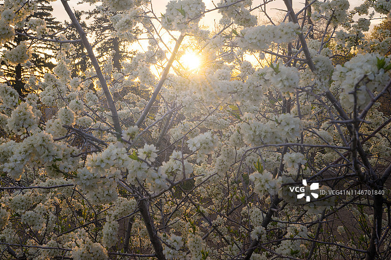 科罗拉多州博尔德市肖托夸公园的鲜花图片素材