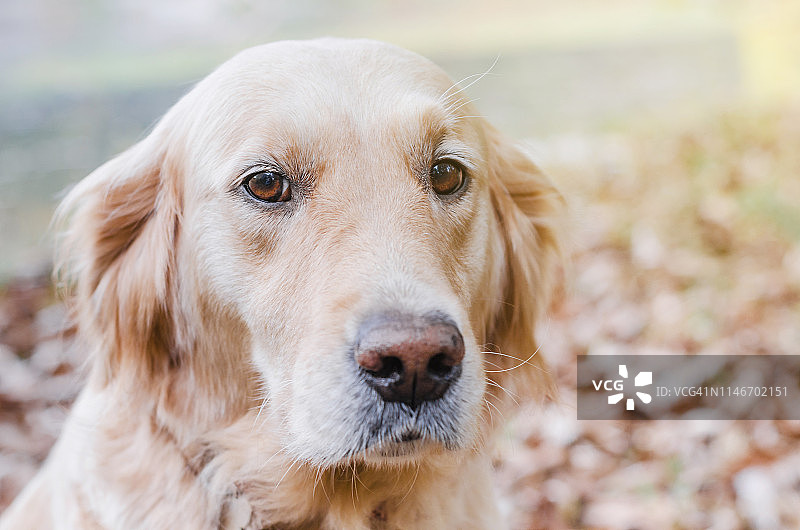 金毛犬在秋季公园的黄色落叶上散步。图片素材
