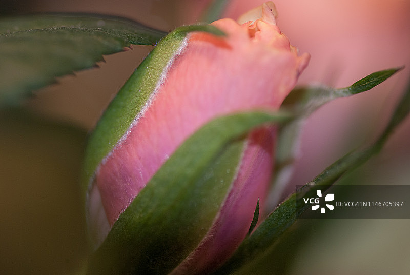 粉色玫瑰花蕾图片素材