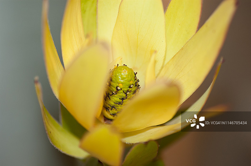 Safari Goldstrike香龙花图片素材