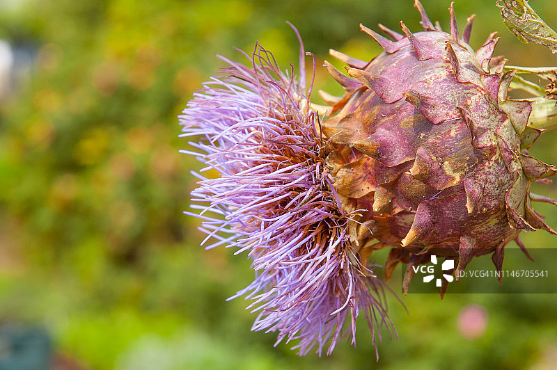 菜蓟蓟花图片素材