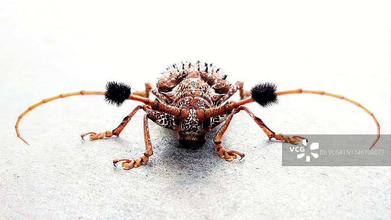 粗毛星天牛图片素材