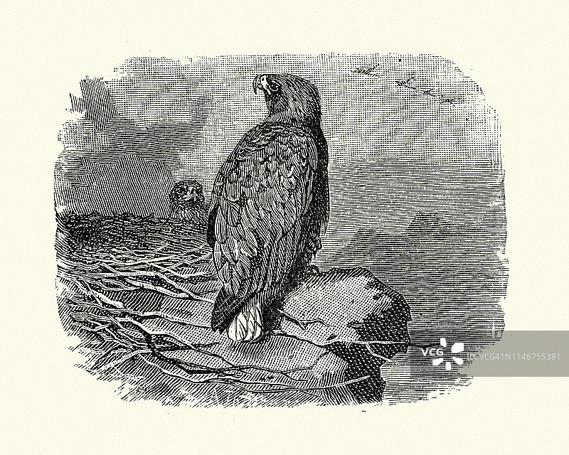 白尾海雕及其巢穴图片素材