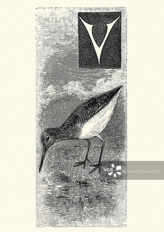 自然史：鸟类，普通矶鹬图片素材